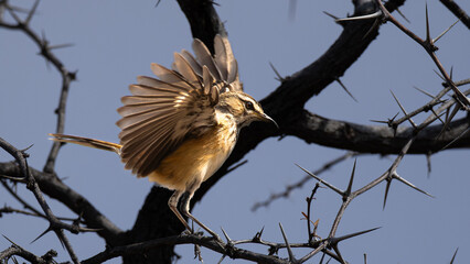 White-browed Scrub Robin (Gestreepte Wipstert) (Erythropygia leucophrys) singing its heart out in Waterberg Plateau National Park, Namibia
