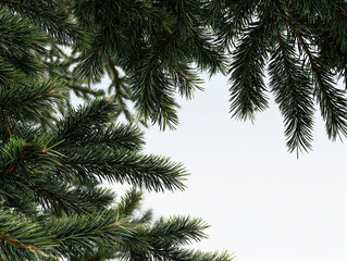 Obraz premium Low-angle pine branches framing overcast sky with needle detail