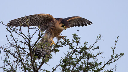 Red-necked Falcon (Rooinekvalk) (Falco chicquera) struggling to balance on a bush near Okaukuejo in the Etosha National Park, Namibia