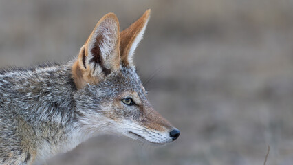Close-up portrait of Black-backed jackal (Rooijakkals) (Lupulella mesomelas) near Okaukuejo in the Etosha National Park, Namibia
