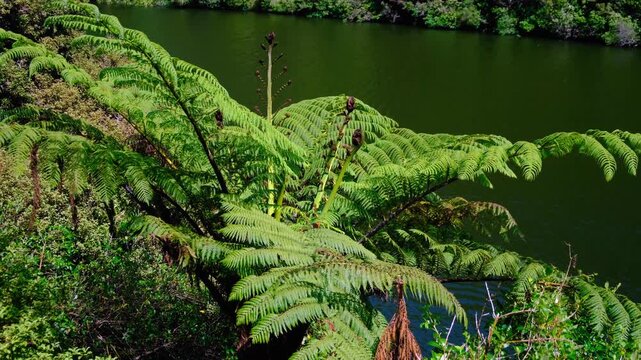 Wheki-Ponga New Zealand tree fern overlooking freshwater lake in forest environment in Wellington, New Zealand Aotearoa