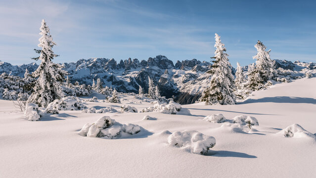 Snow-covered fir trees stand against a backdrop of jagged mountain peaks, , Brenta Dolomites, under a clear blue sky. Paganella, Roda refuge,Trentino, Italy
