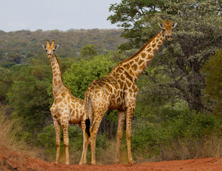 Obraz premium Beautiful scenes on the Namibia Wildlife Resorts game drive in Waterberg Plateau National Park, Namibia