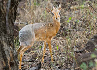Very cute little Damara Dik Dik [Madoqua kirki] in Waterberg Plateau National Park, Namibia