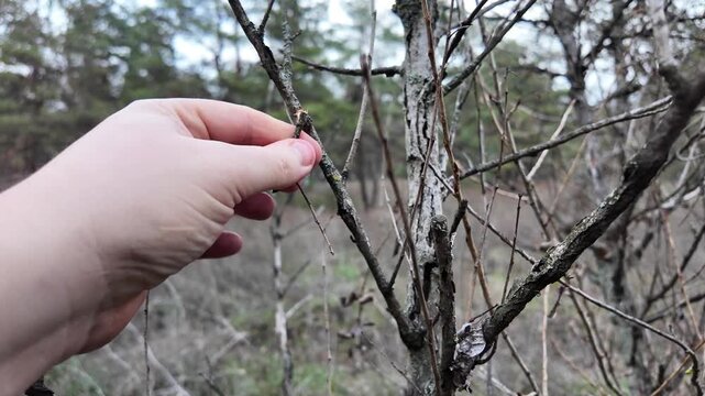 Close-up of a hand holding a freshly broken twig in a leafless forest. Exposed wood and bare branches evoke a cold season and tactile connection with nature and decay.
