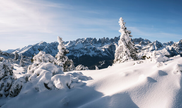 Snow-covered fir trees stand against a backdrop of jagged mountain peaks, , Brenta Dolomites, under a clear blue sky. Paganella, Roda refuge,Trentino, Italy