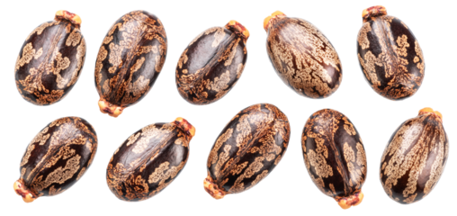 Bean-shaped, mottled, glossy castor oil seeds on white background. File contains clipping paths.