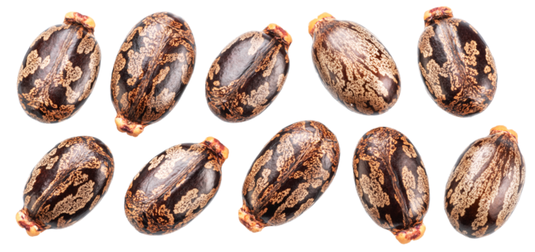 Bean-shaped, mottled, glossy castor oil seeds on white background. File contains clipping paths.