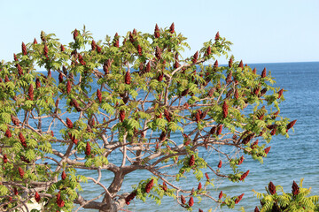 an unusual beautiful tree in spring bloom