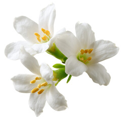 Obraz premium wrightia tomentosa flower on transparent png background