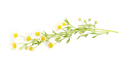 Delicate branch of white chamomile flowers with yellow centers and green buds isolated on a transparent background