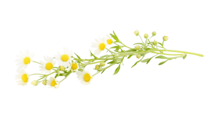 Delicate branch of white chamomile flowers with yellow centers and green buds isolated on a transparent background
