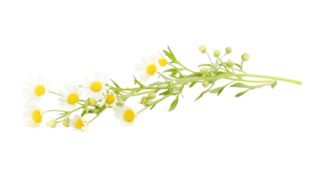 Delicate branch of white chamomile flowers with yellow centers and green buds isolated on a transparent background