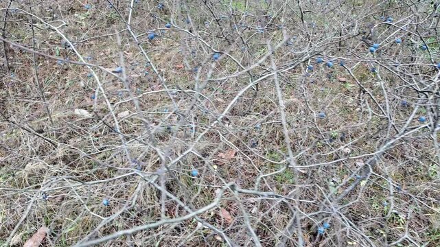 Tangled leafless branches with vivid blue fruits in a forest thicket. A striking contrast of color and texture in a wild, dormant landscape during late autumn or winter.