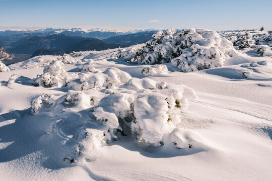 Snow-covered bushes in a winter landscape, with mountains in the background under a blue sky. Paganella, Roda refuge,Trentino, Italy