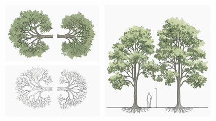 Tree diagrams and cross-sections Exploring structure and botanical illustrations