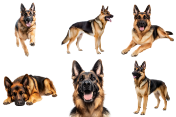 Set of cute German Shepherd dogs isolated on a transparent PNG background. In various poses and from different angles