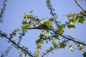 Low angle view of a parrot sitting on a branch of a tree under a blue sky