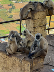 Group of Grey langoors relaxing in the afternoon outside a temple with their babies
