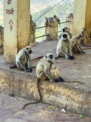 Group of Grey langoors relaxing in the afternoon outside a temple with their babies
