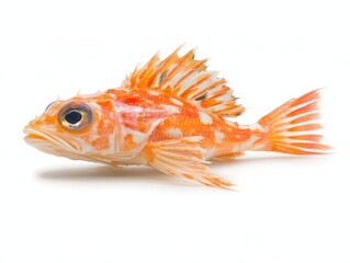 Vibrant orange fish with unique fins and features.