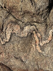 tree bark texture