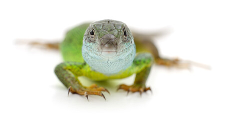 Fototapeta premium Green lizard isolated on white background
