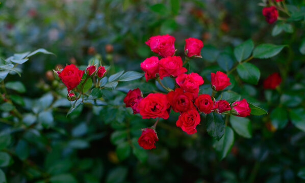 Red rose flowers on bush with green leaves in natural garden light - Powered by Adobe