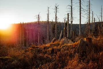 M&auml;rchenhafte Herbststimmung im Harzwald