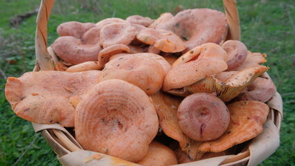 Orange Forest Mushrooms Collected in a Full Wicker Basket