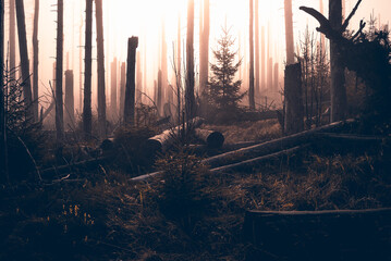 Mystischer Herbstwald im Harz mit Nebel