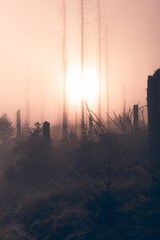 Nebel zieht durch bunte W&auml;lder im Harz