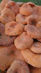 Basket Filled With Fresh Lactarius