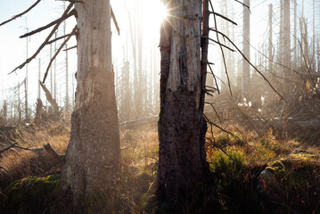 Nebelstimmung zwischen bunten Baumkronen