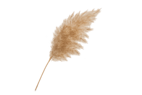 Single dried pampas grass plume in warm beige on transparent background