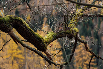 Bemooster Ast ragt in eine farbenfrohe Herbstlandschaft