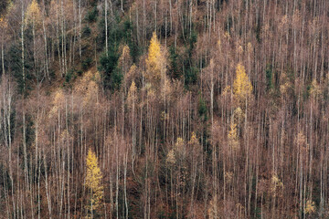 Ruhe und Mystik im herbstlichen Harzwald