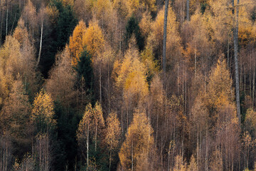 Herbstwald im Harz &ndash; Natur in warmen Farben