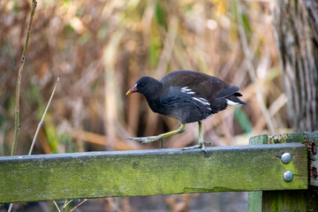 A Moorhen walking on a picket fence near a local pond in Nottingham, UK.