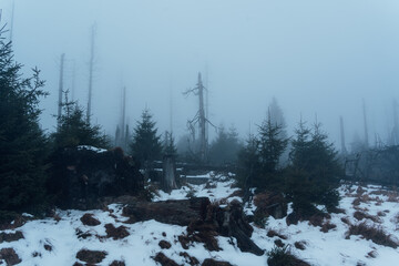 Nebelschleier &uuml;ber dem Harzwald bei D&auml;mmerung