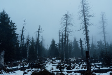 D&auml;mmerung &uuml;ber dem nebeligen Harzwald