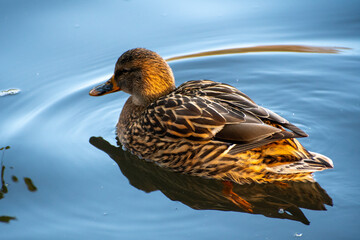 A close-up view of a female Mallard Duck at a local pond in Nottingham, UK.
