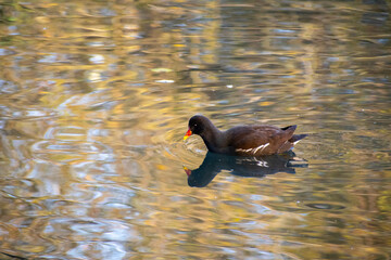 A Moorhen bird on the water at a local pond in Nottingham, UK.
