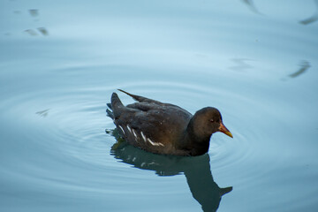 A Moorhen bird on the water at a local pond in Nottingham, UK.