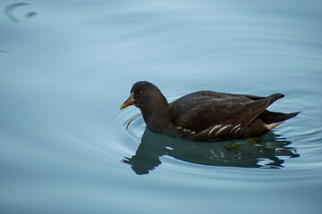 A Moorhen bird on the water at a local pond in Nottingham, UK.
