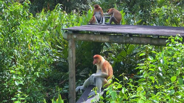 The proboscis monkey (kahau) lives in the Labuk Bay Nature Reserve on the island of Borneo. The long-nosed monkeys rest in the shade of the trees, squatting against the foliage. Kalimantan. Malaysia. 
