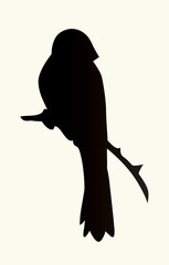 Vector drawing. Tit on white sky backdrop.