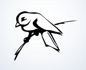 Vector drawing. Tit on white sky backdrop. © Marina