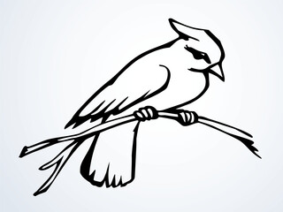 Vector drawing. Bird on white sky backdrop.