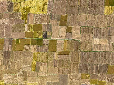 Aerial view of a patchwork of golden and brown fields divided by thin green lines, creating an abstract geometric landscape, Naogaon, Rajshahi Division, Bangladesh. - Powered by Adobe